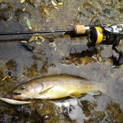 九頭竜川水系でイワナ釣り